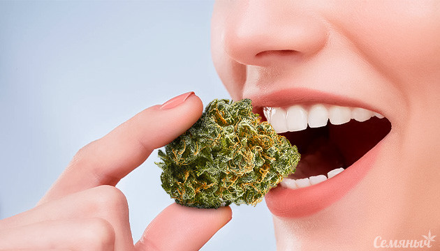 Съедение свежих соцветий Эффект от свежей марихуаны