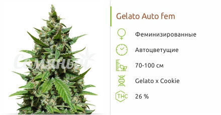 Сорт марихуаны Gelato Auto Gelato Auto от сидбанка Семяныч