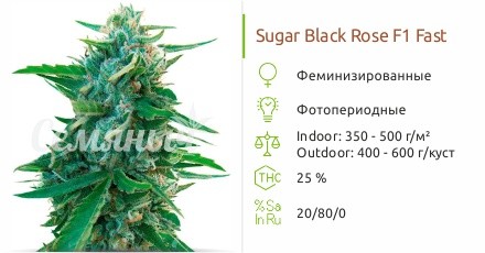 Сорт марихуаны Sugar Black Rose Early Version Sugar Black Rose Early Version от Delicious Seeds