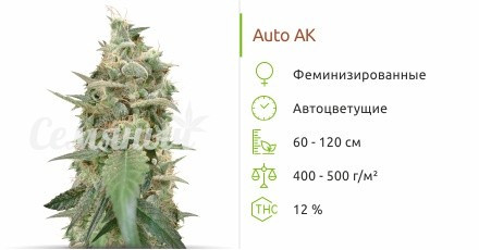 Сорт марихуаны Auto Ak Auto AK от сидбанка Семяныч