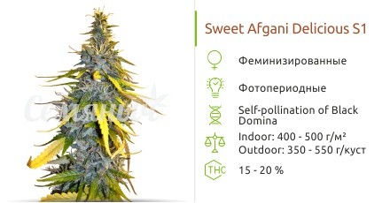 Сорт марихуаны S.A.D. Sweet Afgani Delicious S1 S.A.D. Sweet Afgani Delicious S1 от Sweet Seeds