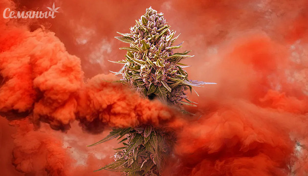 Устройство и виды вапорайзеров Что такое вайпорайзер