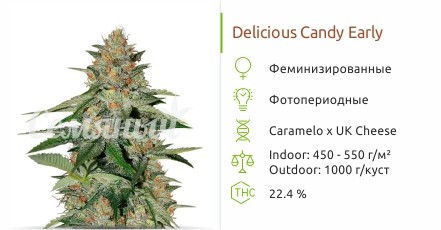 Сорт марихуаны Delicious Candy Early Version Delicious Candy Early Version от Delicious Seeds