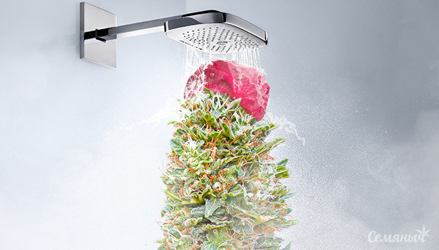 Промывка куста перед харвестом Промывка куста