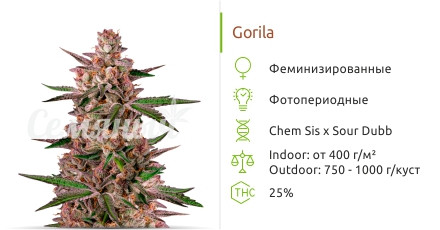 Сорт марихуаны Gorila Gorila от Pyramid Seeds