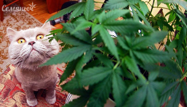 Конопля и питомец Доступ к конопле у питомца