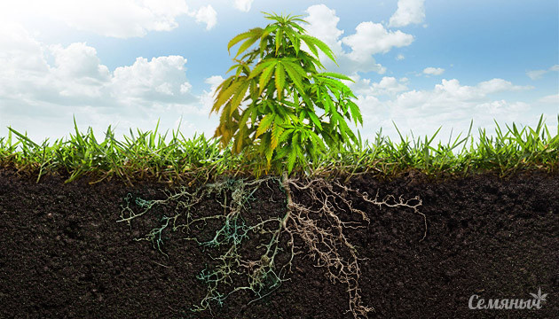 Причины и лечение корней марихуаны Болезни корней конопли