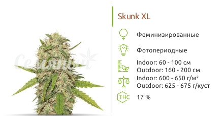 Сорт марихуаны Skunk XL Skunk XL от Royal Queen Seeds