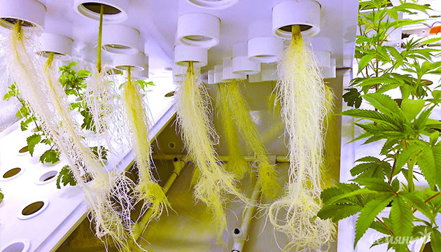Гидропонное выращивание конопли Корни конопли в гидропонной установке