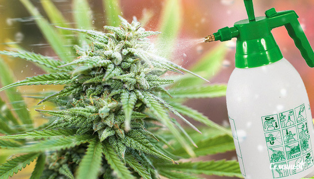 Как стимулировать цветение каннабиса Стимулирование цветения каннабиса